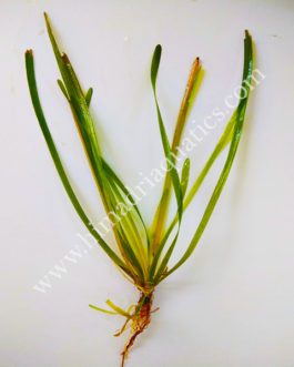 Red ruby jungle val/ Vallisneria Australis (single plant)