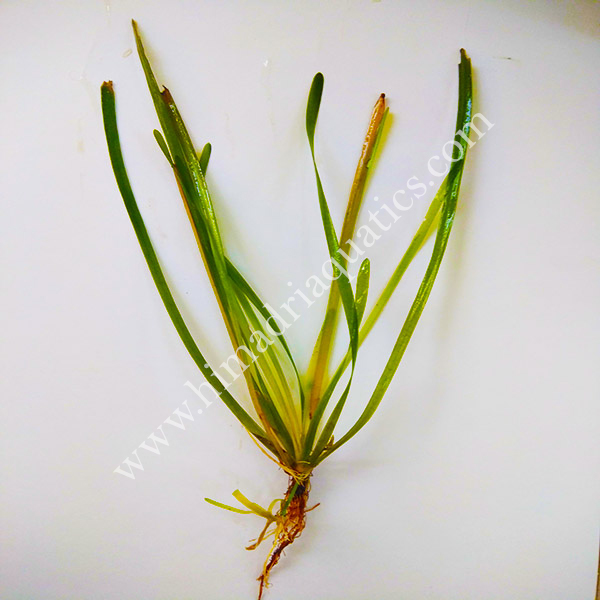 Red ruby jungle val/ Vallisneria Australis (single plant) - Image 2