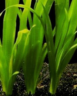 Red ruby jungle val/ Vallisneria Australis (single plant)