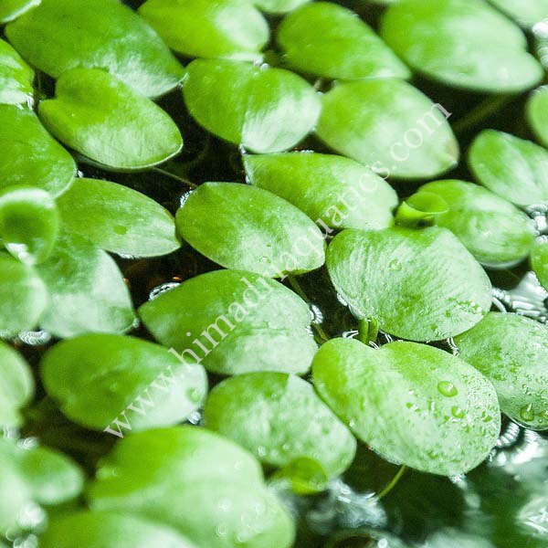 Limnobium laevigatum/ frog bit (1 plant)