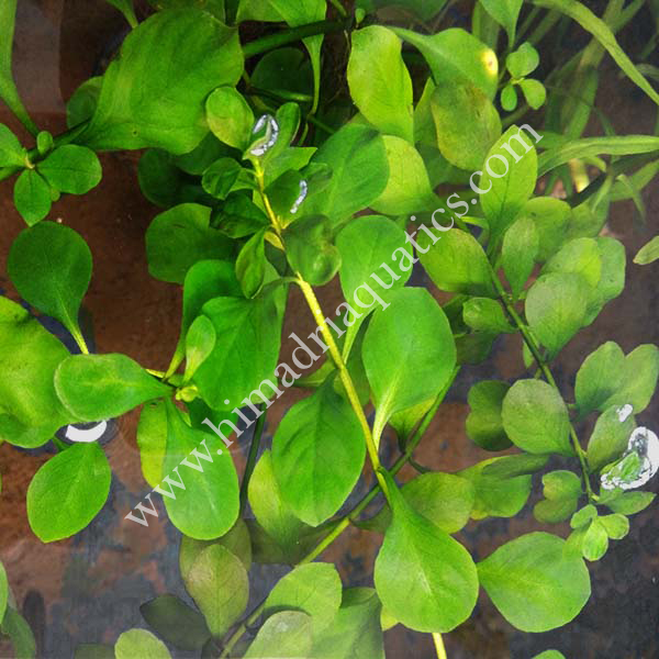 Ludwigia Ovalis (6 stems)