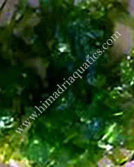 Subwassertang /round pellia moss (small pouch)