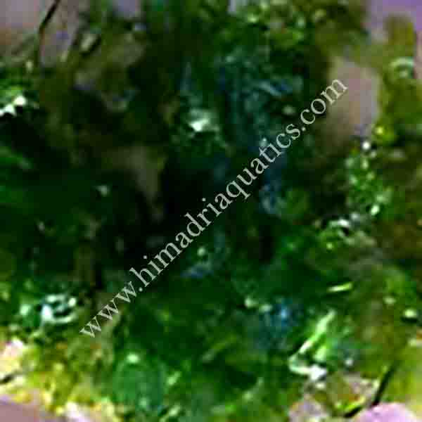 Subwassertang /round pellia moss (small pouch) - Image 2