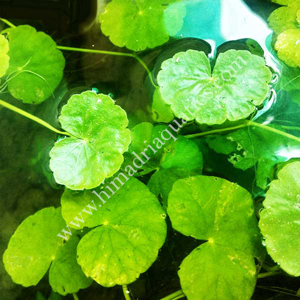 Brazilian pennywort/ Hydrocotyle leucocephala (large pot) - Image 3