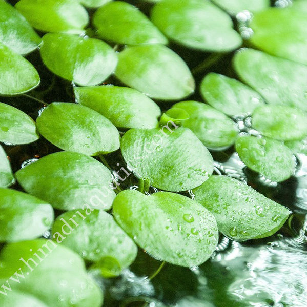 Limnobium laevigatum/ frog bit (1 plant) - Image 3