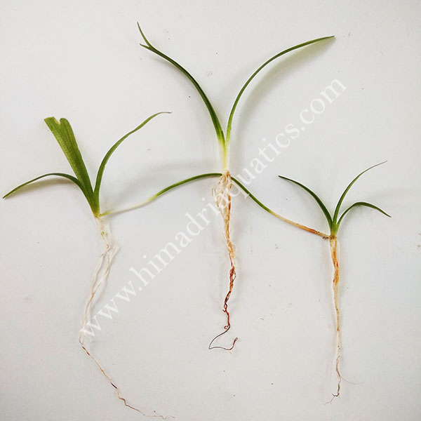 Sagittaria subulata- dwarf sag (3 plants)