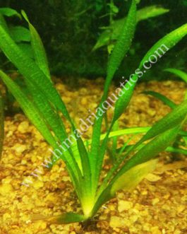 Vallisneria Spiralis twister (single plant)