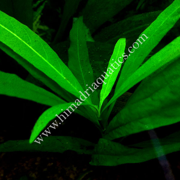 Hygrophila Stricta (3 stems) - Image 2