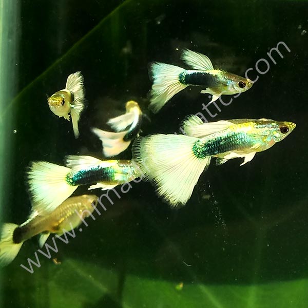 White tuxedo guppy pair - Image 4