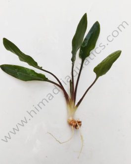 Cryptocoryne wendtii green (single plant)