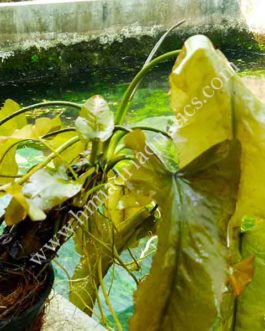 Nuphar lutea (Red color) – Large Pot