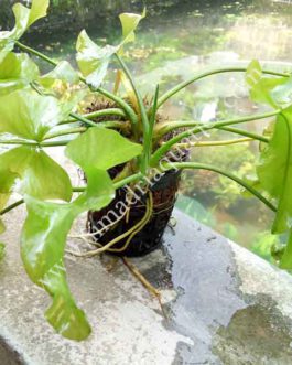 Nuphar Japonica (Green color)