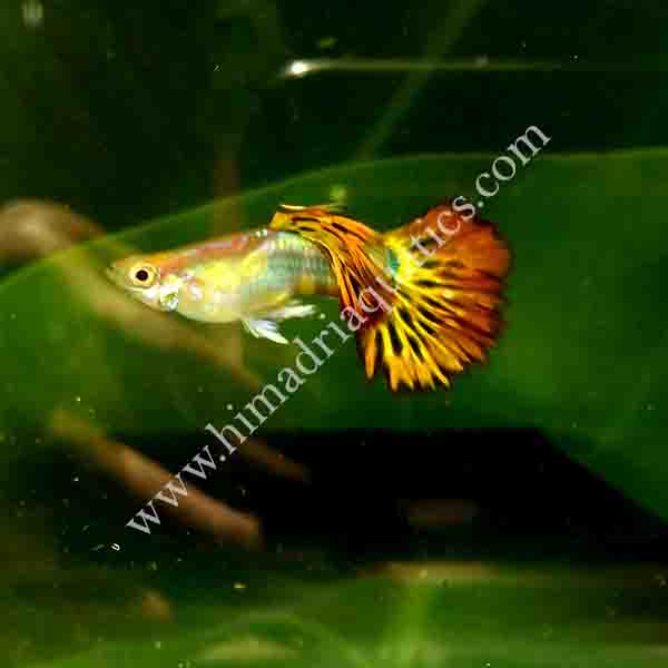 Golden Phoenix Guppy Pair