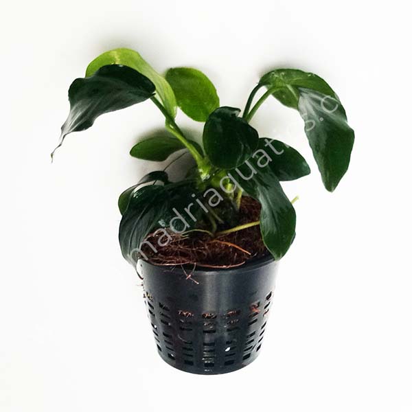 Anubias Nana (Large Pot)