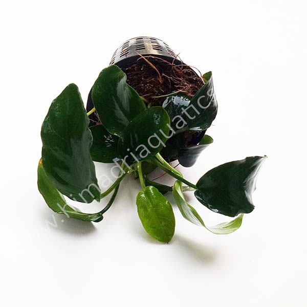 Anubias Nana (Large Pot) - Image 4