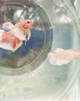 Dumbo ear betta fish breeding pair- fighter fish