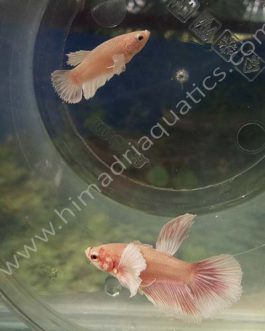 Dumbo ear betta fish breeding pair- fighter fish