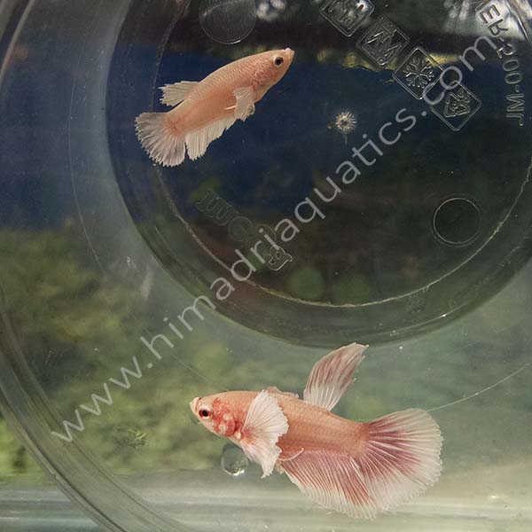 Dumbo ear betta fish breeding pair- fighter fish - Image 2