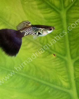 Multi cobra blue-black guppy pair