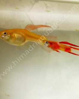 Red coral endler Guppy Pair