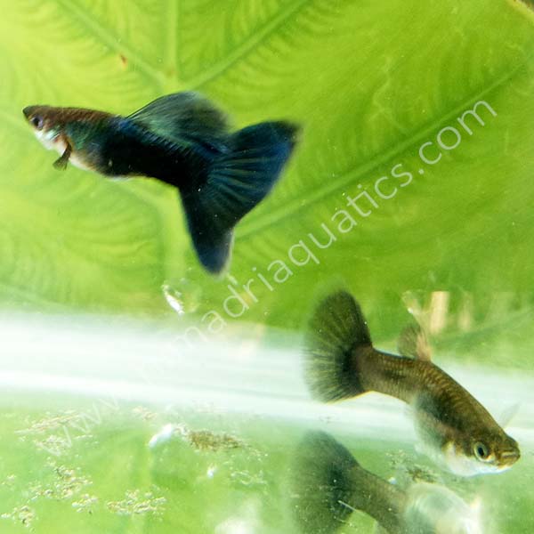 HB blue guppy pair - Image 4