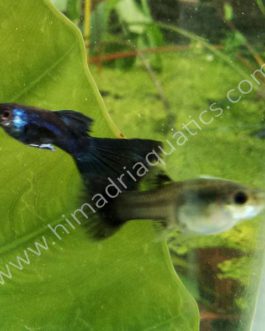 Electric Blue Guppy Pair