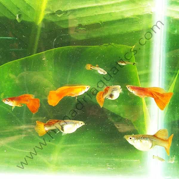 Wild red guppy pair - Image 4