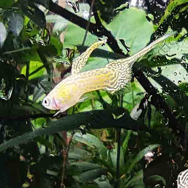 Yellow cobra top sword guppy pair
