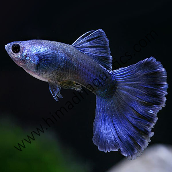 Moscow blue guppy pair