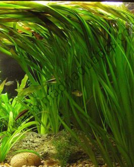 Common Vallisneria (single plant)