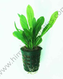 Echinodorus parviflorus tropica (Large pot)