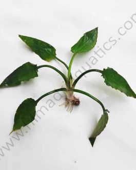 Cryptocoryne Pontederiifolia/ Cryptocoryne alba