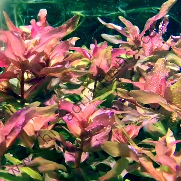 Rotala macrandra 'mini butterfly' (6 stems)