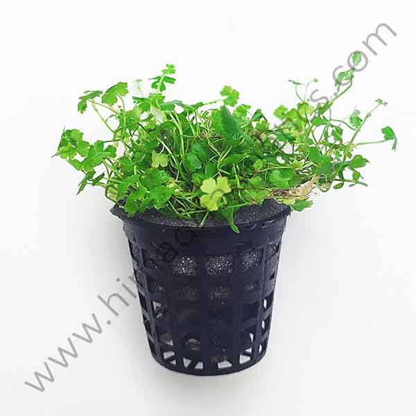 Hydrocotyle tripartita "Honda" (large pot) - Image 2