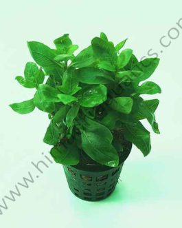 Staurogyne Repens (large pot)