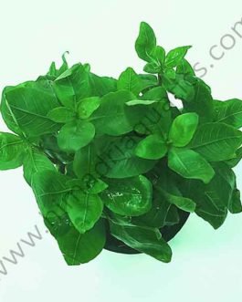 Staurogyne Repens (large pot)