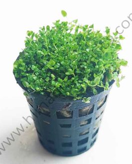Hemianthus Callitrichoides Cuba (Large Pot/ patch)