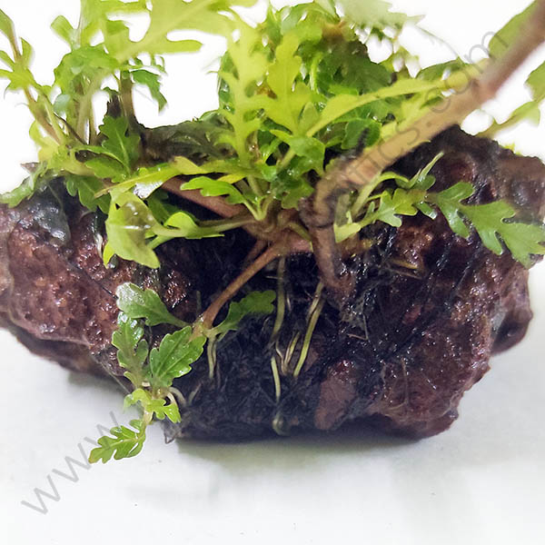 Hygrophila pinnatifida and Trident fern-combo (exotic pack) - Image 4