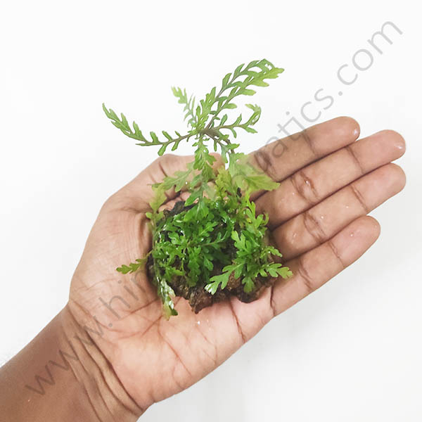 Hygrophila pinnatifida and Trident fern-combo (exotic pack) - Image 5