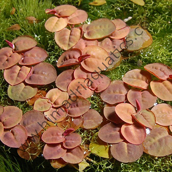 Phyllanthus Fluitans/ Red root floaters - Pouch