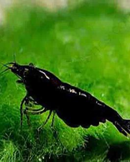 Black diamond shrimp