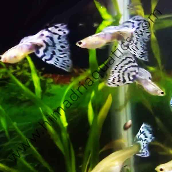 Pandora's blue mossaic guppy pair