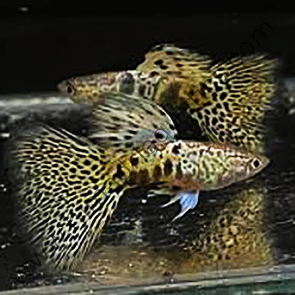 Tiger yellow king cobra guppy pair - Image 2