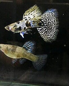 Tiger yellow king cobra guppy pair