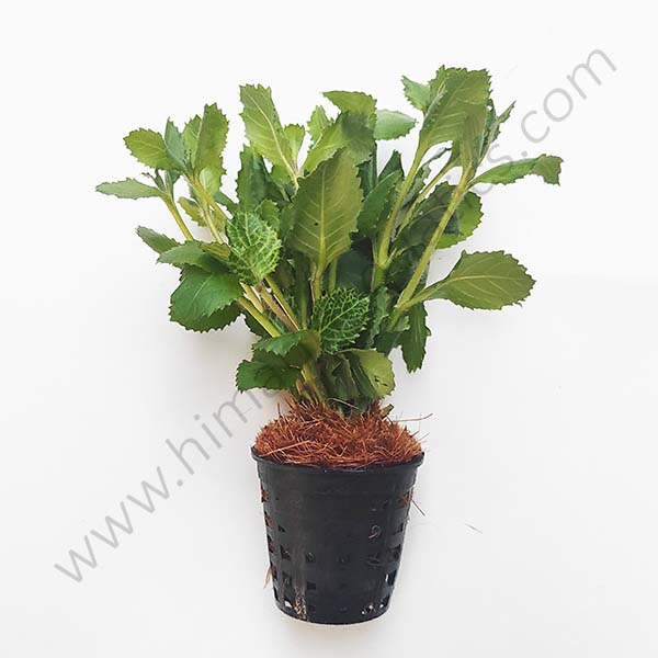 Hygrophila difformis -Variegated (Large Pot)