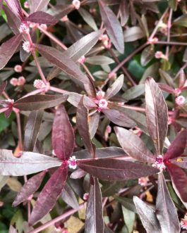 Alternanthera sessilis purple (3 stem cuttings)