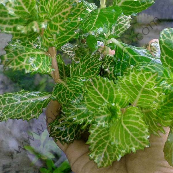 Hygrophila difformis -Variegated (3 stems)