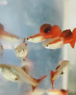 Wild flamingo red cauli dorsal guppy