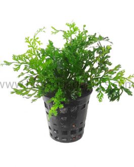 Mini Bolbitis/ Bolbitis heteroclita difformis