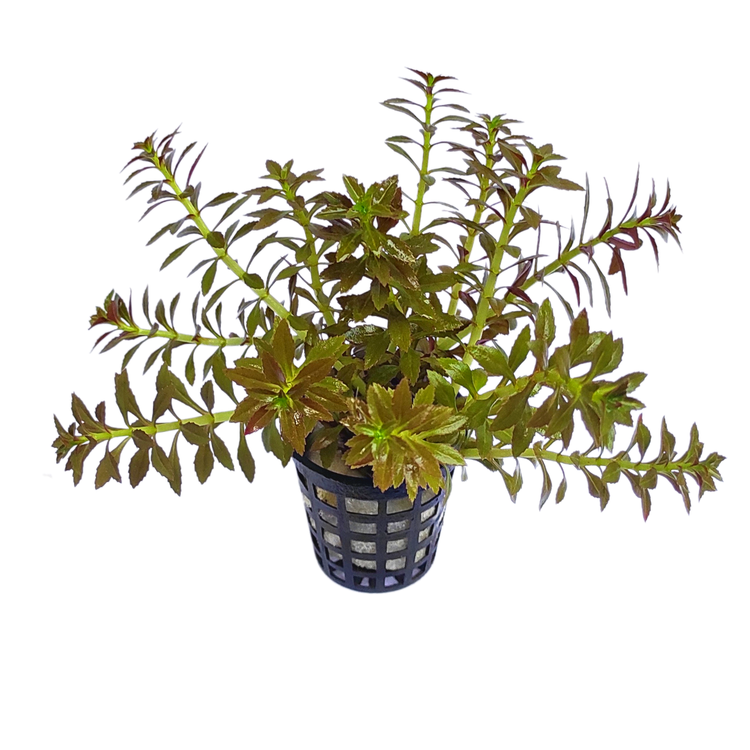 Limnophila Aromatica Mini (large pot) - Image 5